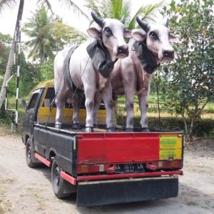 Kelik Studio Semar Mesem-Jual Patung Sapi