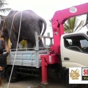 Kelik-studio-semar-mesem-patung-mamuth-jumbo-patung-seni-rupa