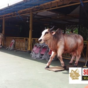 Kelik Studio Semar Mesem Patung Sapi Bagus Bahan Yang Digunakan Untuk Membuat Patung