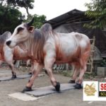 Patung Sapi Resin Fiberglass