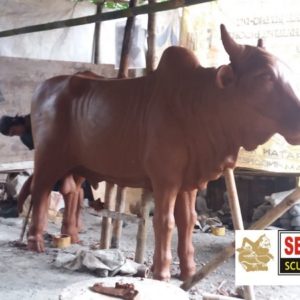 Kelik Studio Semar Mesem Patung Sapi Besar Macam Patung