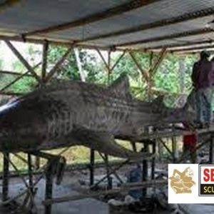 Kelik Studio Semar Mesem Patung Whilshark Seni Patung Nusantara