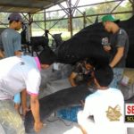 Jasa Pembuatan Patung Ikan Whaleshark