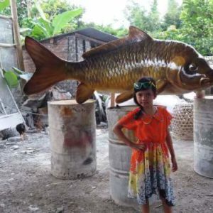 Kelikstudiosemarmesem Patung Ikan Mas Patung Ikan Mas Bagus